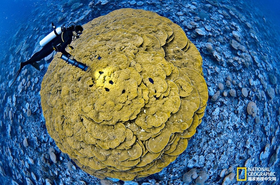 金曼礁國家紀念區(qū)，太平洋攝影：Brian Skerry，國家地理創(chuàng)意版