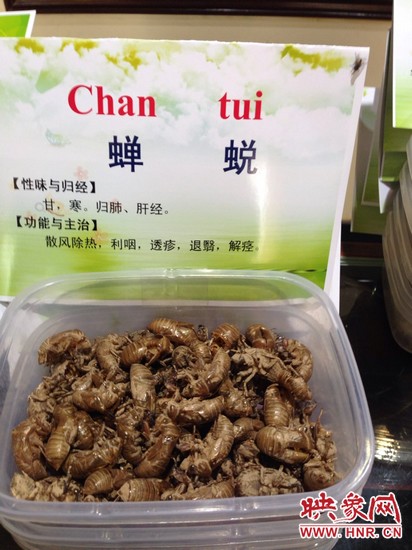 你可能沒想到，這個知了幼蟲退下的皮還是一味藥，對嗎？