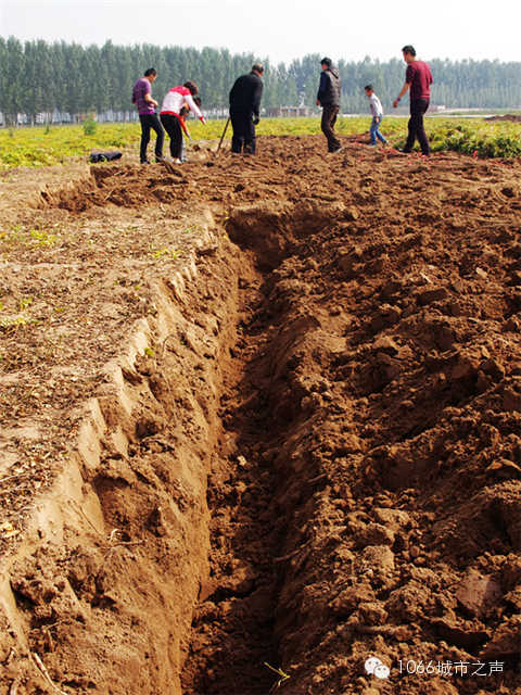 都說(shuō)山藥埋得深，您還是眼見(jiàn)為實(shí)吧