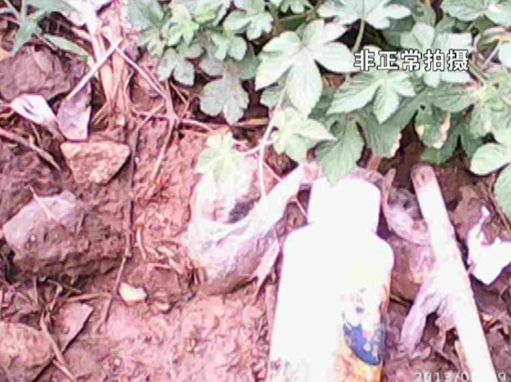 大棚蔬菜園區(qū)里到處丟棄著農(nóng)藥廢物。