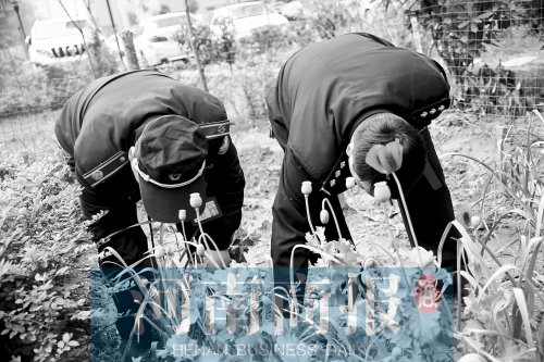 民警和巡防隊(duì)員一道把這些罌粟連根拔除 民警和巡防隊(duì)員一道把這些罌粟連根拔除