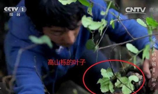 專(zhuān)家揭《舌尖2》爬樹(shù)造假 總導(dǎo)演暫不回應(yīng)