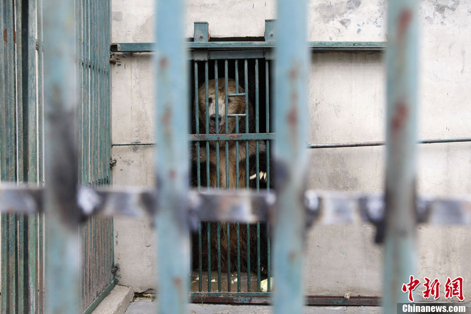 6月19日，河南鄭州，新密市動(dòng)物園咬死飼養(yǎng)員的肇事棕熊被暫押在鄭州動(dòng)物園內(nèi)，該熊“臥室”周圍被三重鋼