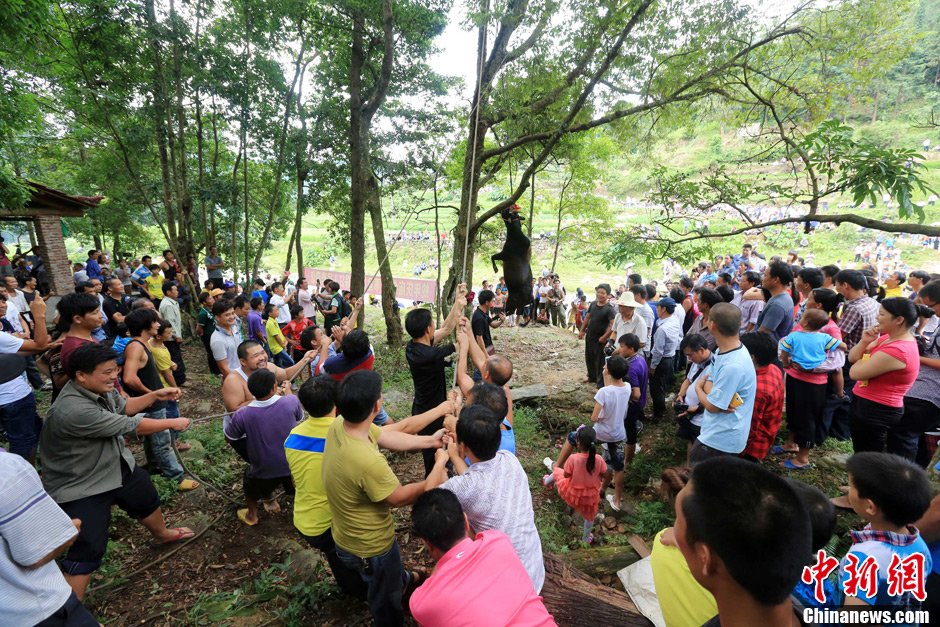 黃牛被侗族村民合力吊在樹(shù)上。譚凱興 攝