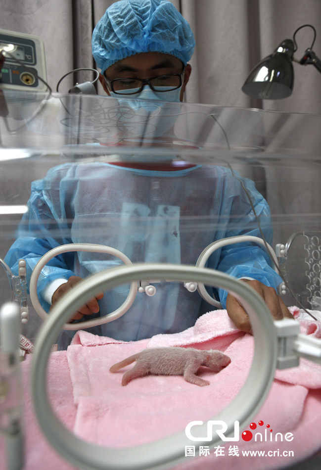 2013年7月11日，成都大熊貓繁育研究基地月亮產(chǎn)房，工作人員在照顧新生大熊貓寶寶。