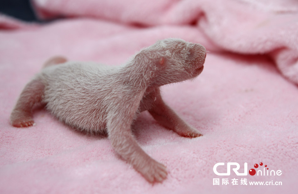 2013年7月11日，成都大熊貓繁育研究基地月亮產(chǎn)房，新生大熊貓寶寶在育嬰箱里憨態(tài)可掬。