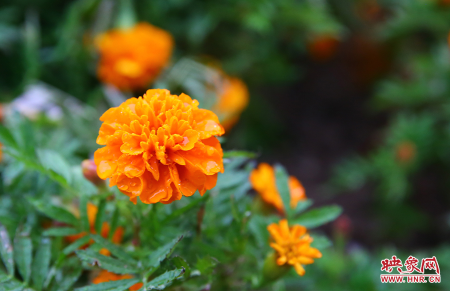 一場秋雨洗去花朵上多日來的塵埃，嬌艷欲滴。