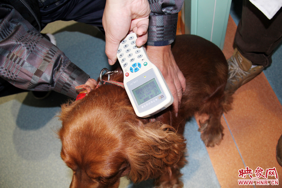 只要用儀器一掃，狗狗的信息就可以一覽無余