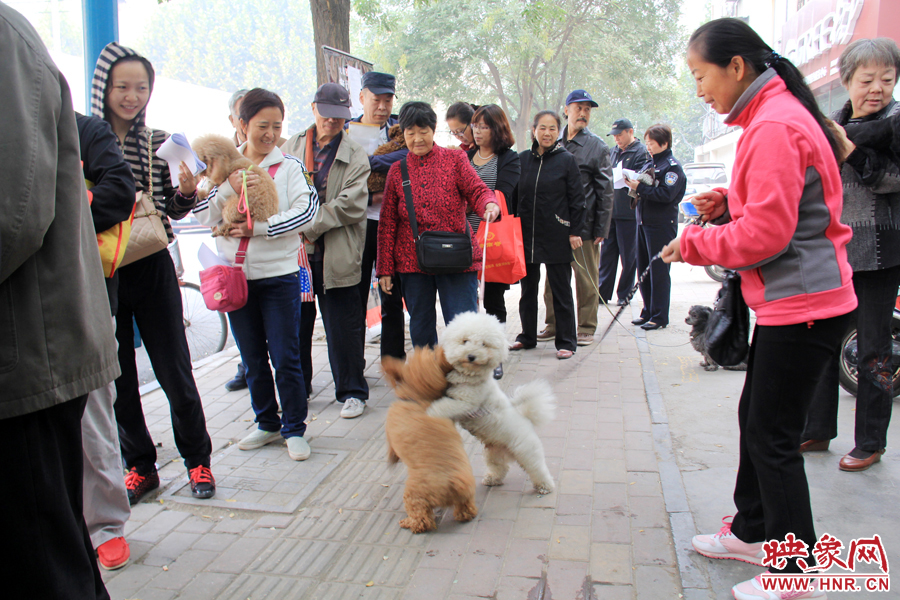 在辦狗證現(xiàn)場(chǎng)，兩只狗狗歡樂地在一起玩耍