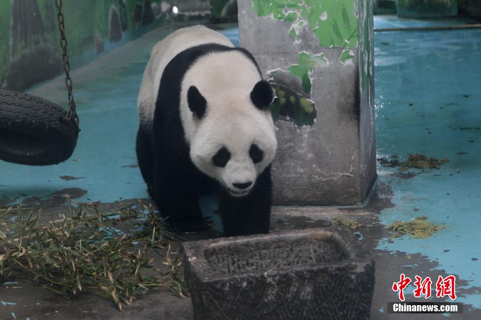 3月17日，河南鄭州動(dòng)物園內(nèi)的大熊貓“龍昇”。