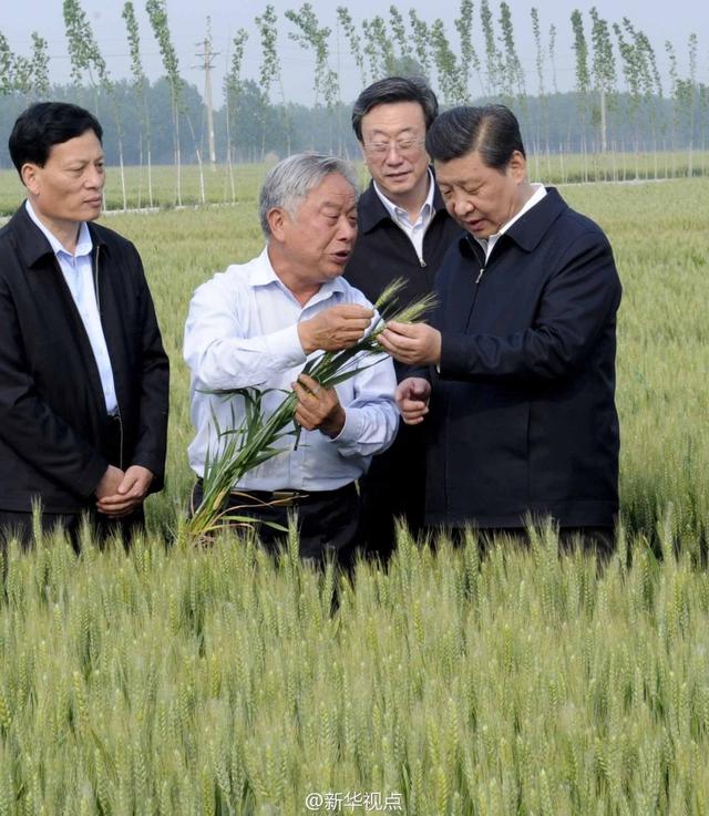 習(xí)近平走進(jìn)糧田,看麥穗灌漿,問農(nóng)田建設(shè)。
