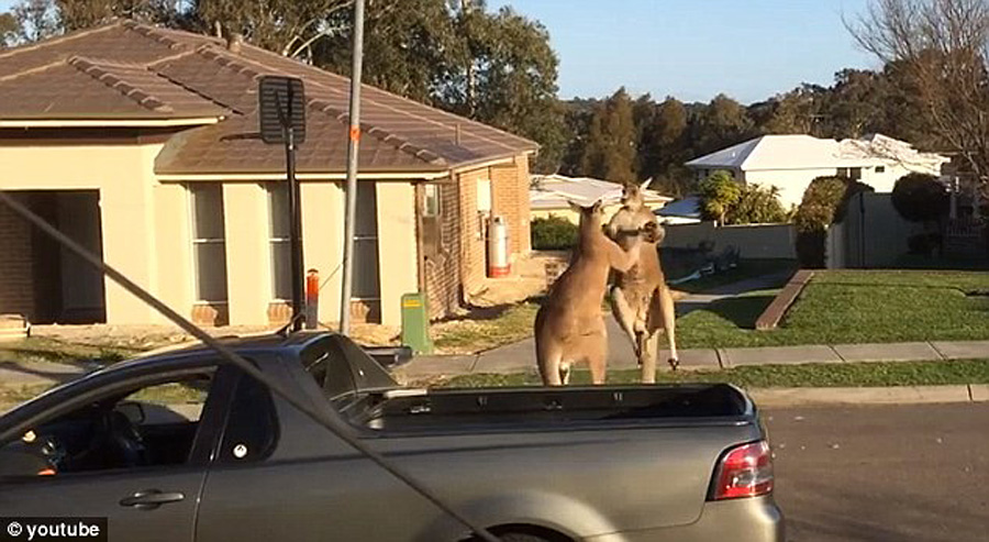 澳大利亞袋鼠當街“斗毆” 騰空躍起狂踢對方 澳大利亞袋鼠當街“斗毆” 騰空躍起狂踢對方