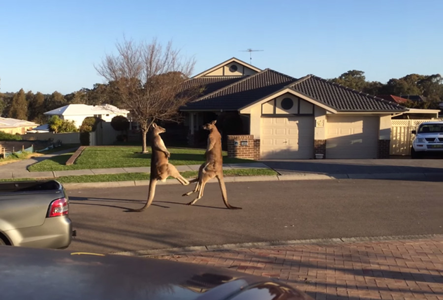 澳大利亞袋鼠當街“斗毆” 騰空躍起狂踢對方 澳大利亞袋鼠當街“斗毆” 騰空躍起狂踢對方