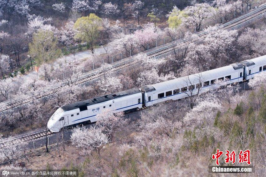 和諧號(hào)列車穿越居庸關(guān)花海 被贊開往春天的列車