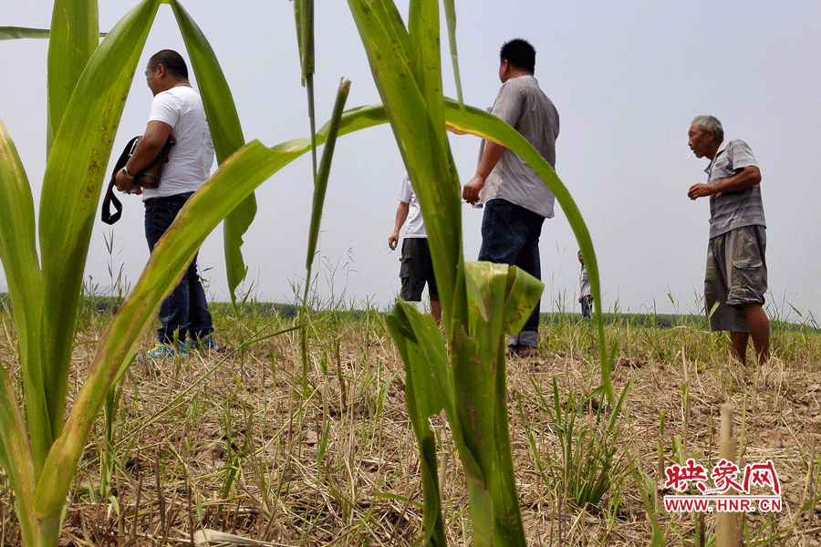 耙過的玉米地殘留的玉米。
