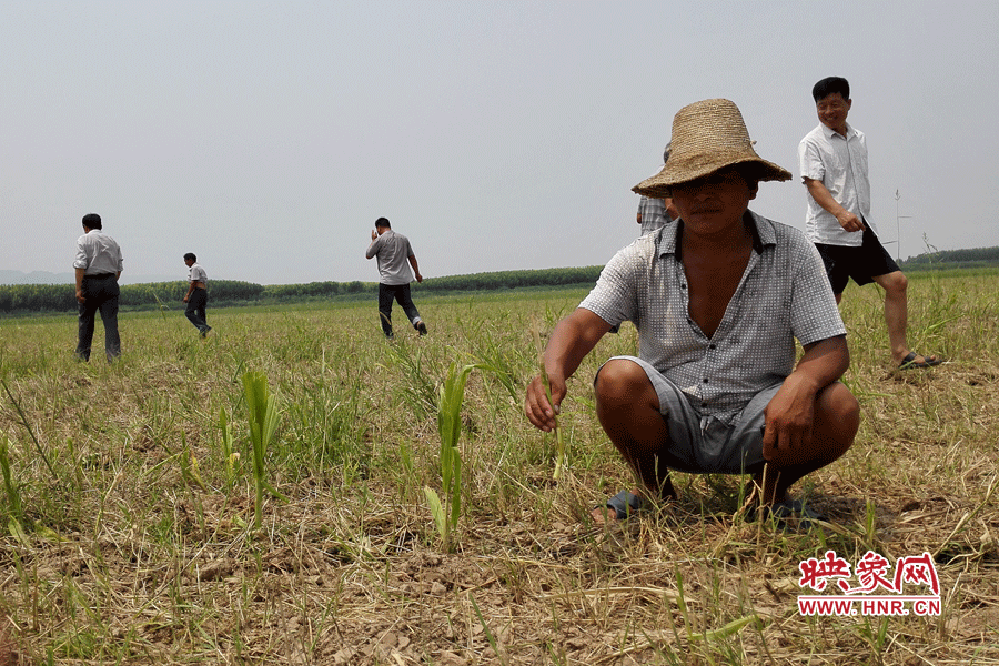 村民手捧殘留的玉米，欲哭無淚。