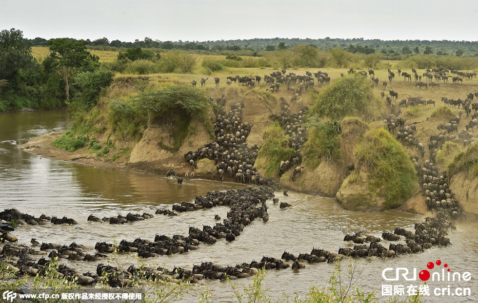 當(dāng)?shù)貢r間2015年9月4日，肯尼亞馬賽馬拉，角馬大遷徙。