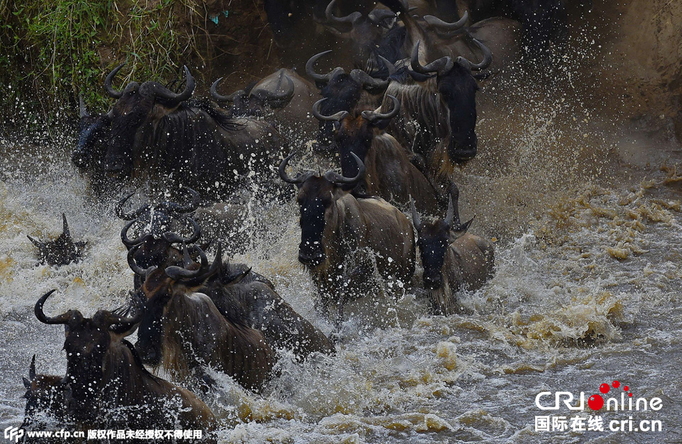 當(dāng)?shù)貢r間2015年9月4日，肯尼亞馬賽馬拉，角馬大遷徙。