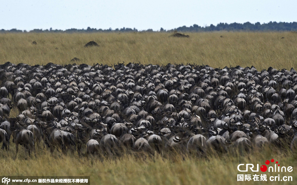 當(dāng)?shù)貢r間2015年9月4日，肯尼亞馬賽馬拉，角馬大遷徙。