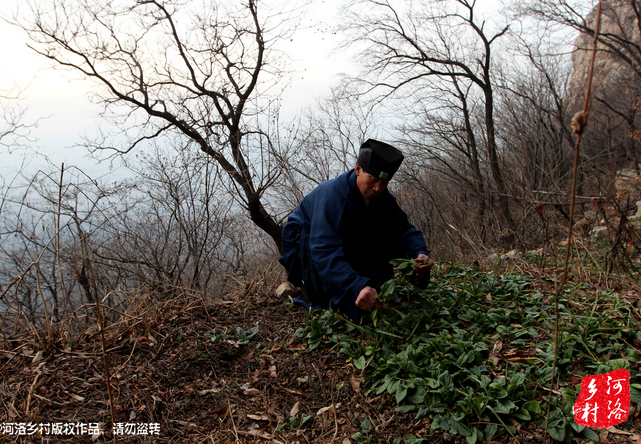 山上缺雨少水，不大的一方菜地。是他和另一個道友的菜地，老崔的蔬菜倒也擺弄的一片生機盎然。