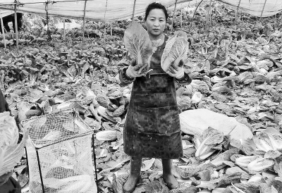 鹿邑千余畝青菜滯銷(xiāo) 鹿邑千余畝青菜滯銷(xiāo)