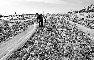 12日，工人在海南省樂東縣佛羅鎮(zhèn)清理被臺風(fēng)刮爛的哈密瓜薄膜架子。 新華社發(fā)