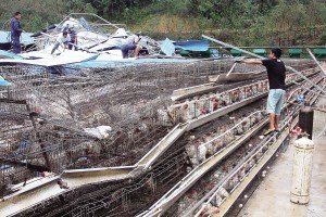 11月13日，位于三亞市吉陽鎮(zhèn)的三亞市菜籃子蛋雞基地，工人們正在搶修雞舍設(shè)施。