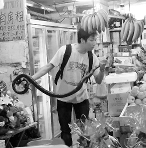 捕蛇專家張亮抓住眼鏡王蛇。信息時(shí)報(bào)記者 康健 翻拍