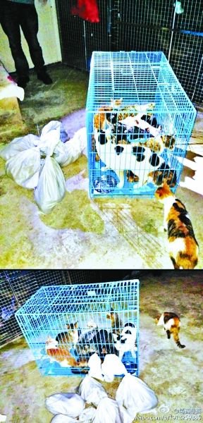 志愿者將放生的貓抓捕回來(lái)，這些貓等待領(lǐng)養(yǎng)