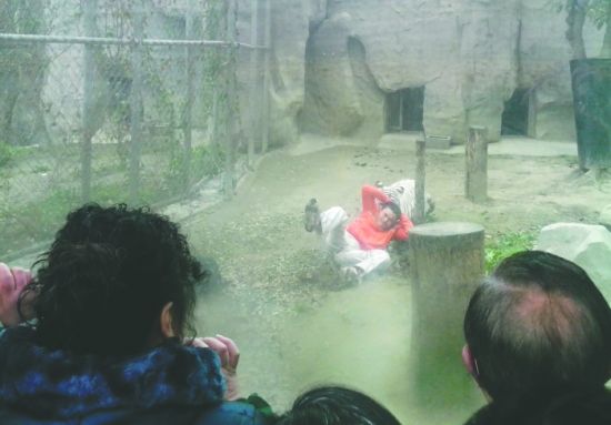 昨日，成都動(dòng)物園，男子進(jìn)入白虎活動(dòng)區(qū)后被白虎拖行。動(dòng)物園出動(dòng)50多人成功營(yíng)救下他