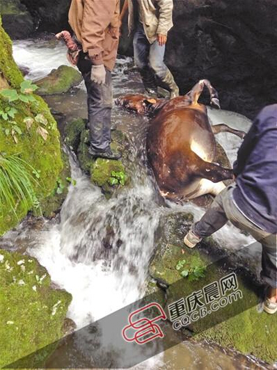 黃牛掉到懸崖下的小溪中。