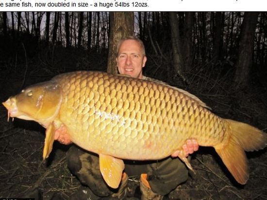 英國(guó)男子捕獲14年前放生巨鯉 鯉魚體重翻番