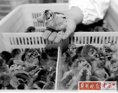 五一過后，雞苗價格逐步漲至2元