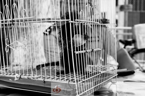 “別看俺個(gè)子小，中國很稀少！”