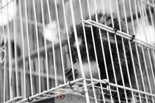 “不要盯著俺看，俺害羞……”（設(shè)計(jì)臺詞）