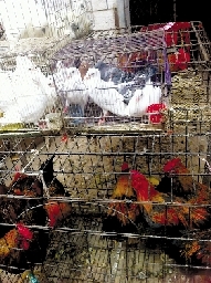 銷量大不如前，近期可能漲價