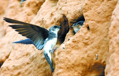 　曾經(jīng)，那些在工地上的巢穴待哺的小沙燕