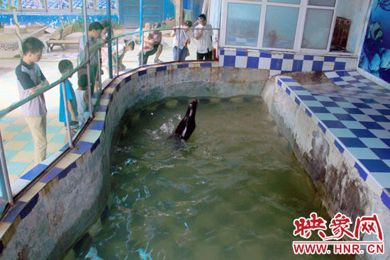 圖為游客在護(hù)欄網(wǎng)外面，觀看海獅的表演。