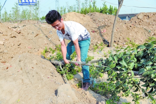 剛成活的樹被堆來的土埋了 剛成活的樹被堆來的土埋了