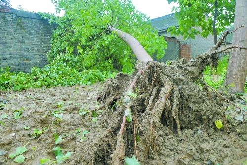 在焦作馬村區(qū)白莊老村，大樹被狂風刮倒。