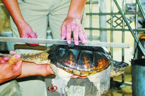 駐馬店農(nóng)田頻現(xiàn)“生態(tài)殺手”鱷魚龜 本地生態(tài)受威脅 駐馬店農(nóng)田頻現(xiàn)“生態(tài)殺手”鱷魚龜 本地生態(tài)受威脅