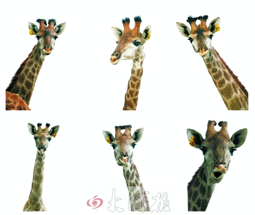 不是我們“高高在上”，只是個子太高就看看臉吧！