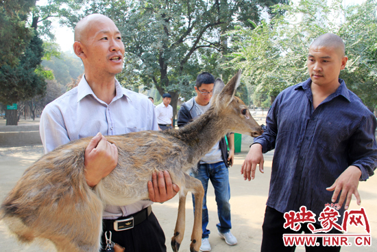 失主宋先生將“愛鹿”抱回家,并表示待小鹿傷情痊愈后,將其送到動物園,供市民觀賞。