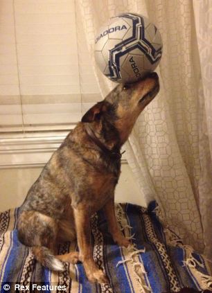 澳大利亞狗狗懷絕技鼻子啥都能頂 澳大利亞狗狗懷絕技鼻子啥都能頂