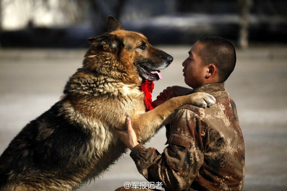 軍犬退役 軍犬退役
