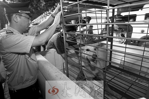 相關(guān)部門將加強(qiáng)管理，今年12月起烈性犬一律沒收。 （資料圖）