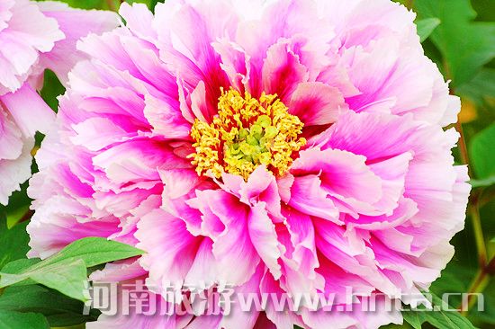 夢(mèng)回唐朝 聞香識(shí)牡丹 夢(mèng)回唐朝 聞香識(shí)牡丹