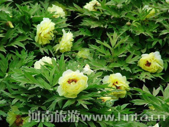 夢(mèng)回唐朝 聞香識(shí)牡丹 夢(mèng)回唐朝 聞香識(shí)牡丹