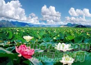 爸爸去哪兒？親密接觸荷花仙子