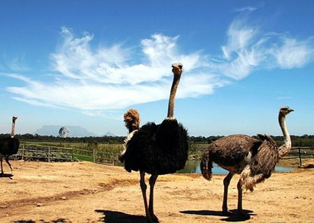 春節(jié)去哪兒？出游地圖告訴您！